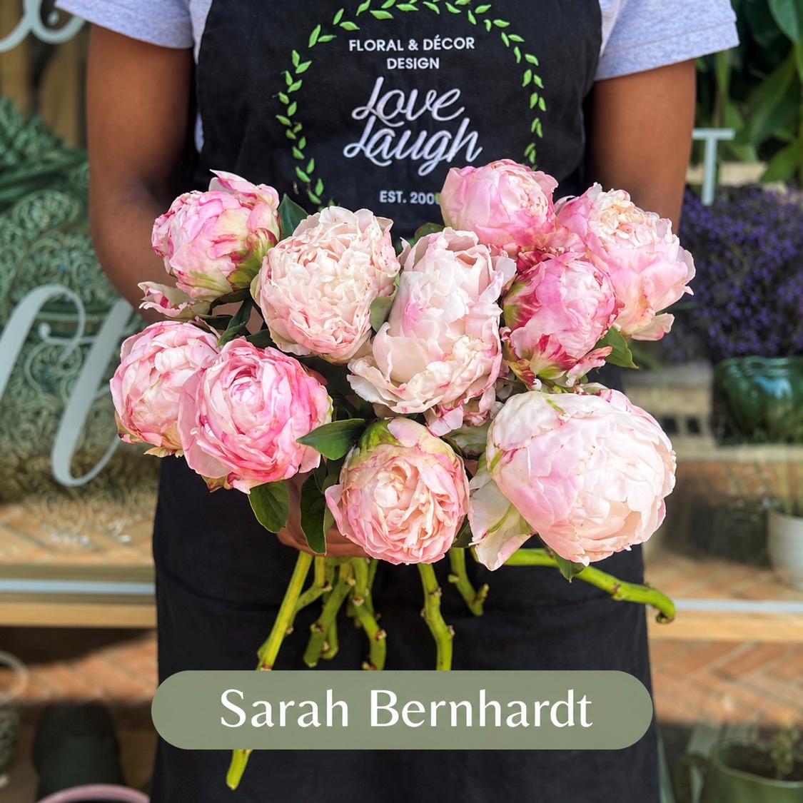 Peony Sarah Bernhardt 50cm Stem
