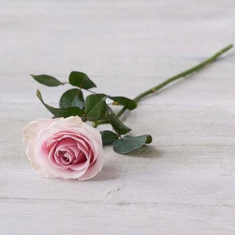 ROSES X MIXED