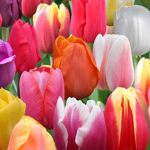 Tulip Bunch (20)