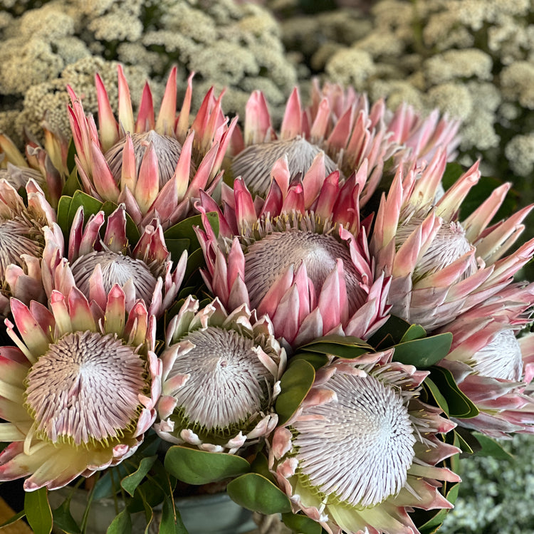Proteas