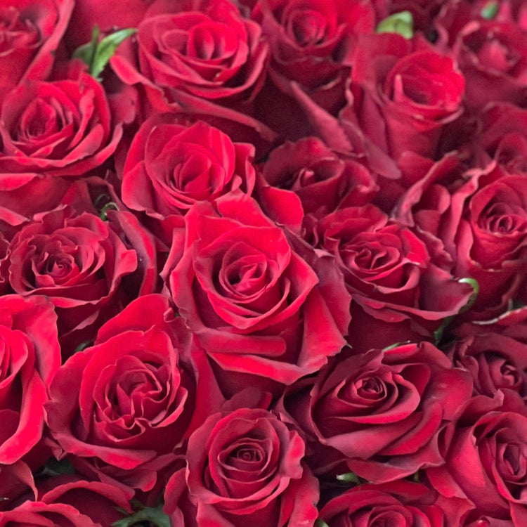 Roses